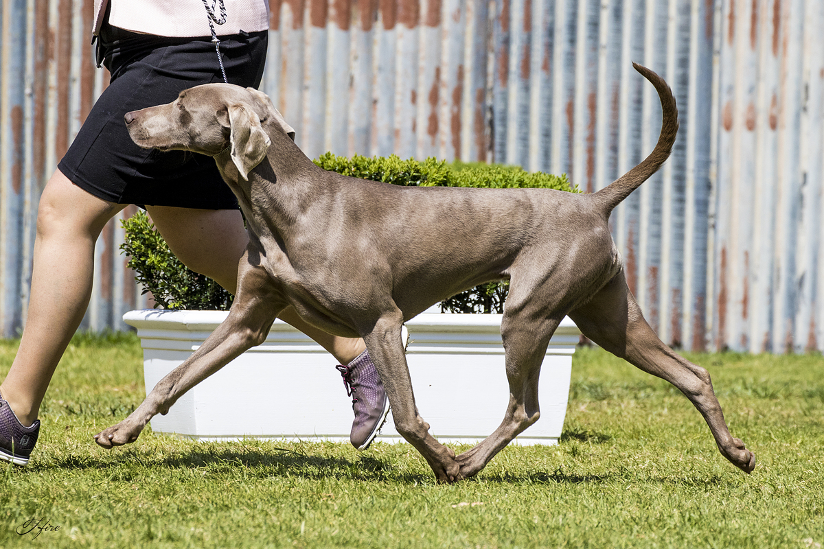 Image of Bromhund Free Fall