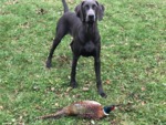 Thumbnail of Whispering's Fearless Phoebe Flying Thur Fields