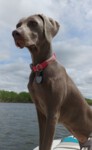 Thumbnail of Wunderbar Weims Kick Em Up Lillyana