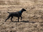 Thumbnail of Whispering's Fearless Phoebe Flying Thur Fields