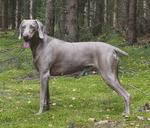 Thumbnail of Ambra od Bezdrevskeho Lesa