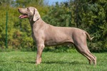 Thumbnail of Grmadski Weimaraner Grey Raider