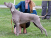 Thumbnail of Diamond Delly z Lulecskych Lesu
