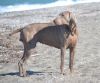 Thumbnail of Alingsas Steel-Crazy Dog