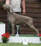 Thumbnail of Frisz A-Awa Duma Kazana