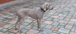 Thumbnail of Amy z Margocovej osady