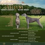 Thumbnail of Amyra Transylvanian Silver Ghost