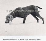 Thumbnail of Knut von Haimburg