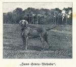 Thumbnail of Juno-Senta (Wehnde)