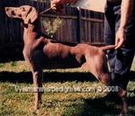 Thumbnail of Bromhund Fallon