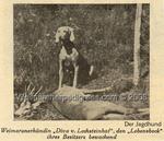 Thumbnail of Diva von Lechsteinhof