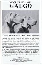 Thumbnail of Galgo Gooseberry
