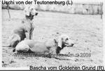 Thumbnail of Bascha vom Goldenen Grund