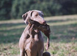 Thumbnail of Cayenne vom Forsthaus Gehegemuhle