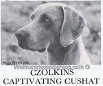 Thumbnail of Czolkins Captivatin Coshat
