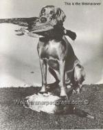 Thumbnail of Flott von Haussermann