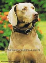 Thumbnail of Asta vom Fuchtenven