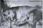 Thumbnail of Wespe von der Wapelburg