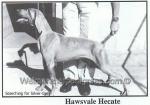 Thumbnail of Hawsvale Hecate