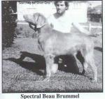 Thumbnail of Spectral Beau Brummel