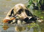 Thumbnail of Fiona vom Mayener-Hinterwald