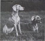 Thumbnail of Hydewoods Josie