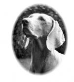 Thumbnail of Silberstern Moonlight von Trubon