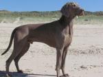 Thumbnail of Aalto Just Weimaraner