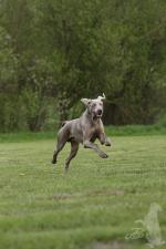 Thumbnail of Flanders Joy Kienhunter