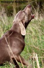 Thumbnail of Brentano Bosse vom Kiekeberg