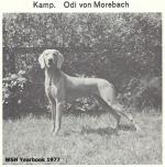 Thumbnail of Odi vom Morebach