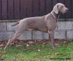 Thumbnail of Fido Sedy Lovec