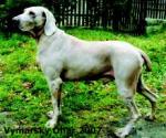 Thumbnail of Gari z Altova Dvora