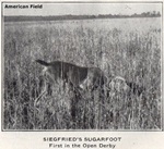 Thumbnail of Siegfried's Sugarfoot