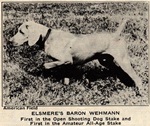 Thumbnail of Elsmere's Baron (aus Wehmann)