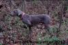 Thumbnail of Jaas Gambel Quail of Harwil