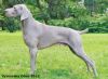 Thumbnail of Cartier Love de Donawitz