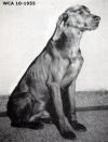 Thumbnail of Baron of Rockledge (AKC S712203 / FDSB 539112)