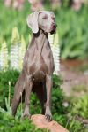 Thumbnail of Cheyenne's Love Bug