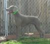 Thumbnail of Cheyenne's Esprit Malifaisant