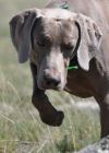 Thumbnail of Cheyenne's Esprit Malifaisant