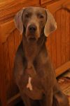 Thumbnail of Cheyenne's Esprit Malifaisant
