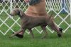 Thumbnail of Cheyenne's Esprit Malifaisant