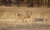 Thumbnail of Enjoy The Wind Just Weimaraner