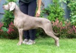 Thumbnail of Life Is Beautiful Just Weimaraner