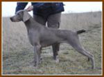 Thumbnail of Deep Sea Just Weimaraner