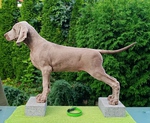 Thumbnail of Run To The Hills Just Weimaraner