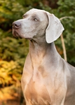 Thumbnail of Run To The Hills Just Weimaraner