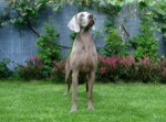 Thumbnail of Life Is Beautiful Just Weimaraner