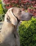 Thumbnail of One And Only Just Weimaraner